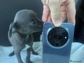 Chihuahua perros Chihuahua toy blue - Anuncio 2