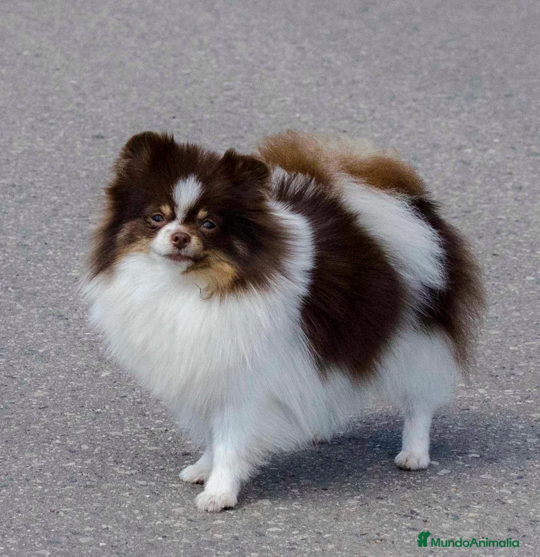 Pomerania perros en venta: Macho Pomerania Particolor Naranja - Anuncio 4