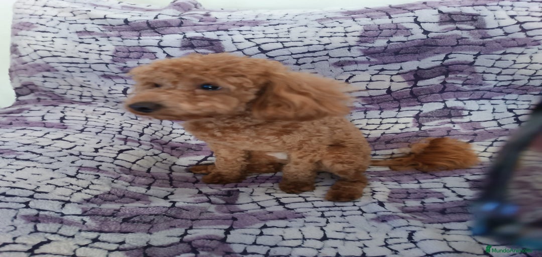 Imagen de galería {{count}}