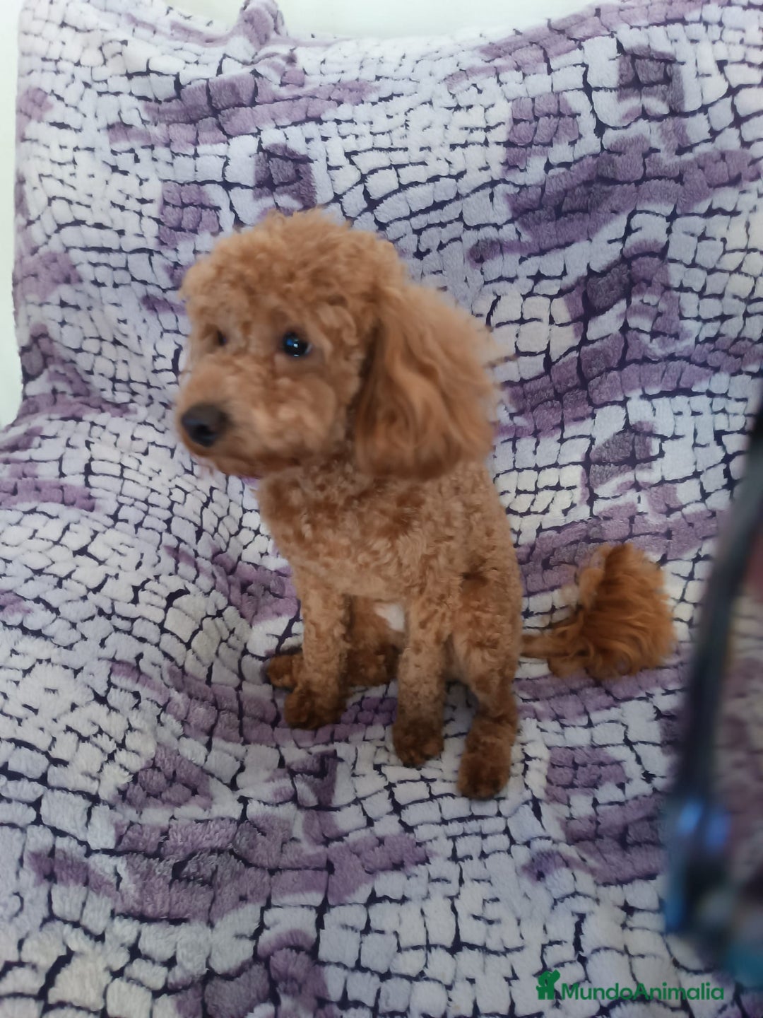 Imagen de galería {{count}}