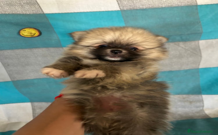Pomerania perros - Anuncio 1