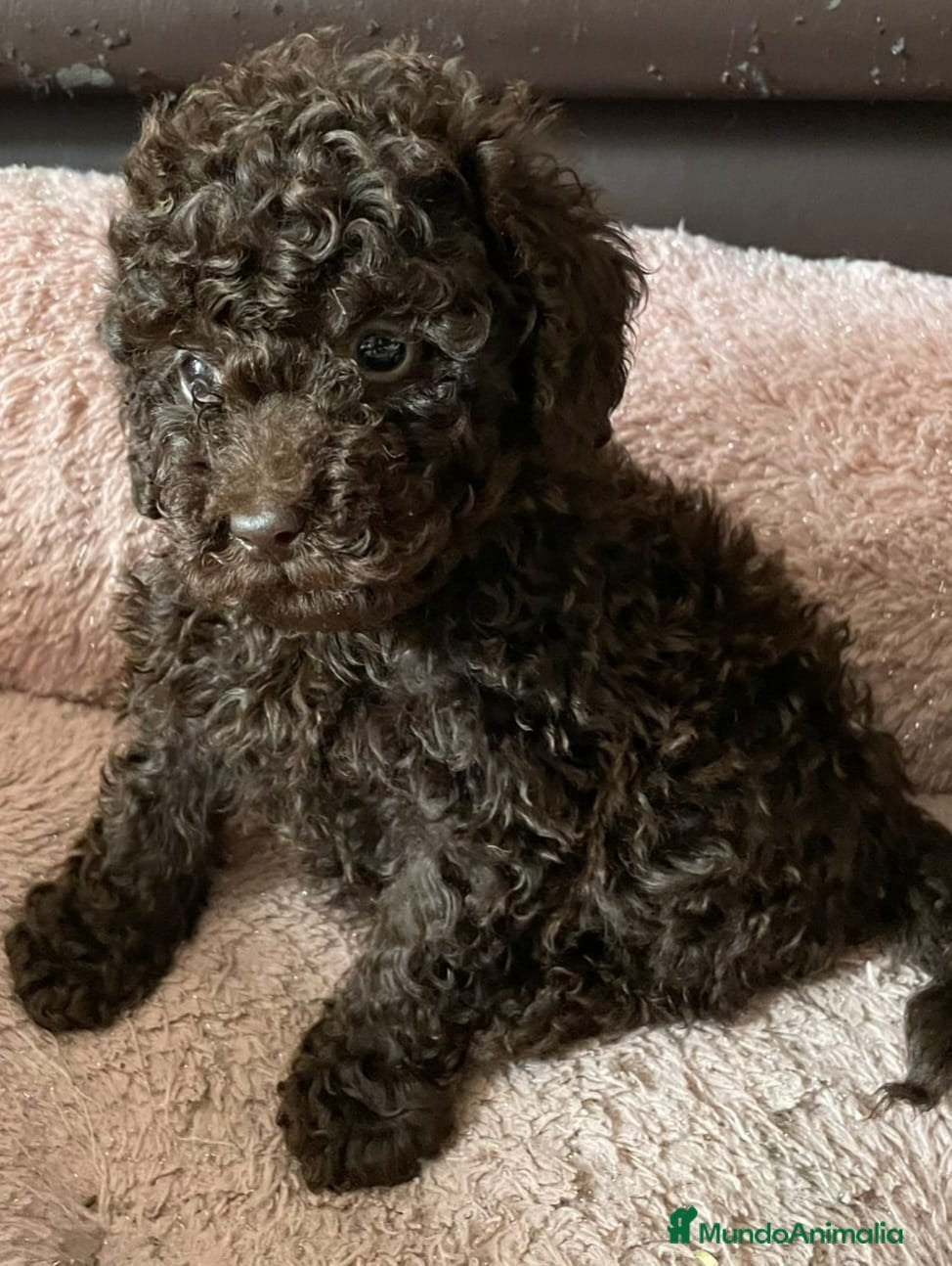 Caniche Toy perros Caniche toy chocolate - Anuncio 1