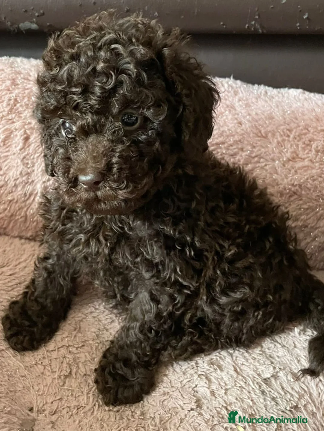 Caniche Toy perros en venta: Caniche toy chocolate - Anuncio 1