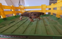 Pinscher Miniatura perros en venta: Pinscher miniatura chocolate  - Imagen 1