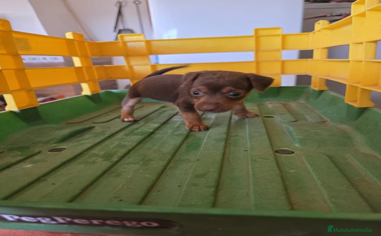 Pinscher Miniatura perros - Anuncio 3