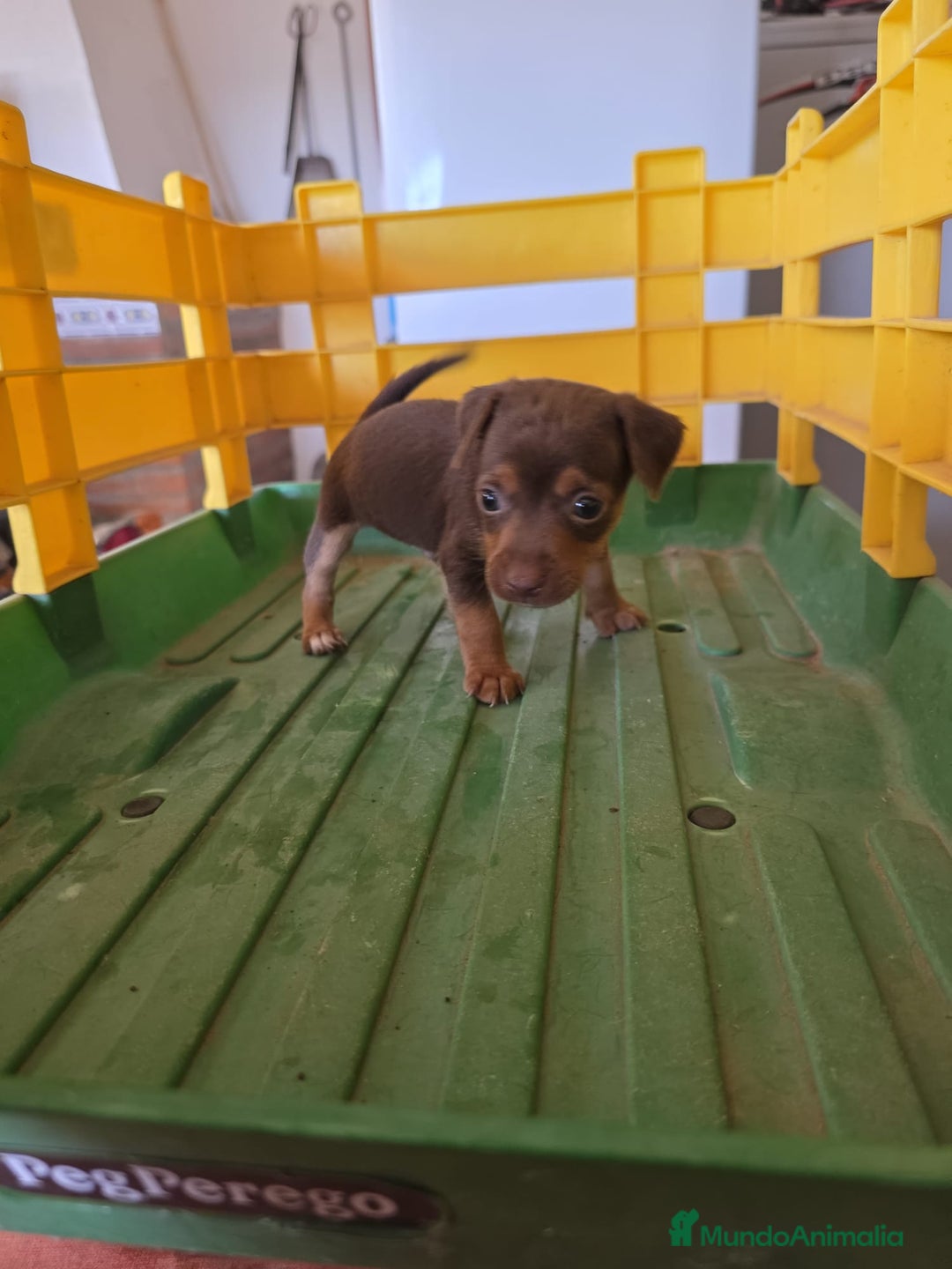 Pinscher Miniatura perros en venta: Pinscher miniatura chocolate  - Imagen 1