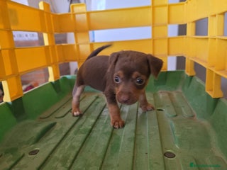 Pinscher Miniatura perros - Anuncio 2