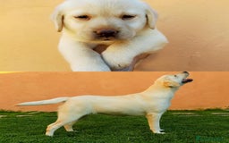 Labrador Retriever perros en venta: Labrador  - Imagen 1