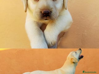 Labrador Retriever perros - Anuncio 2