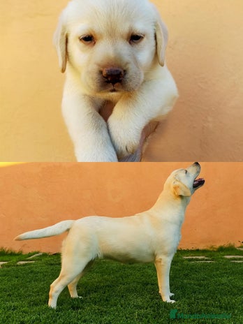 Labrador Retriever perros - Anuncio 1