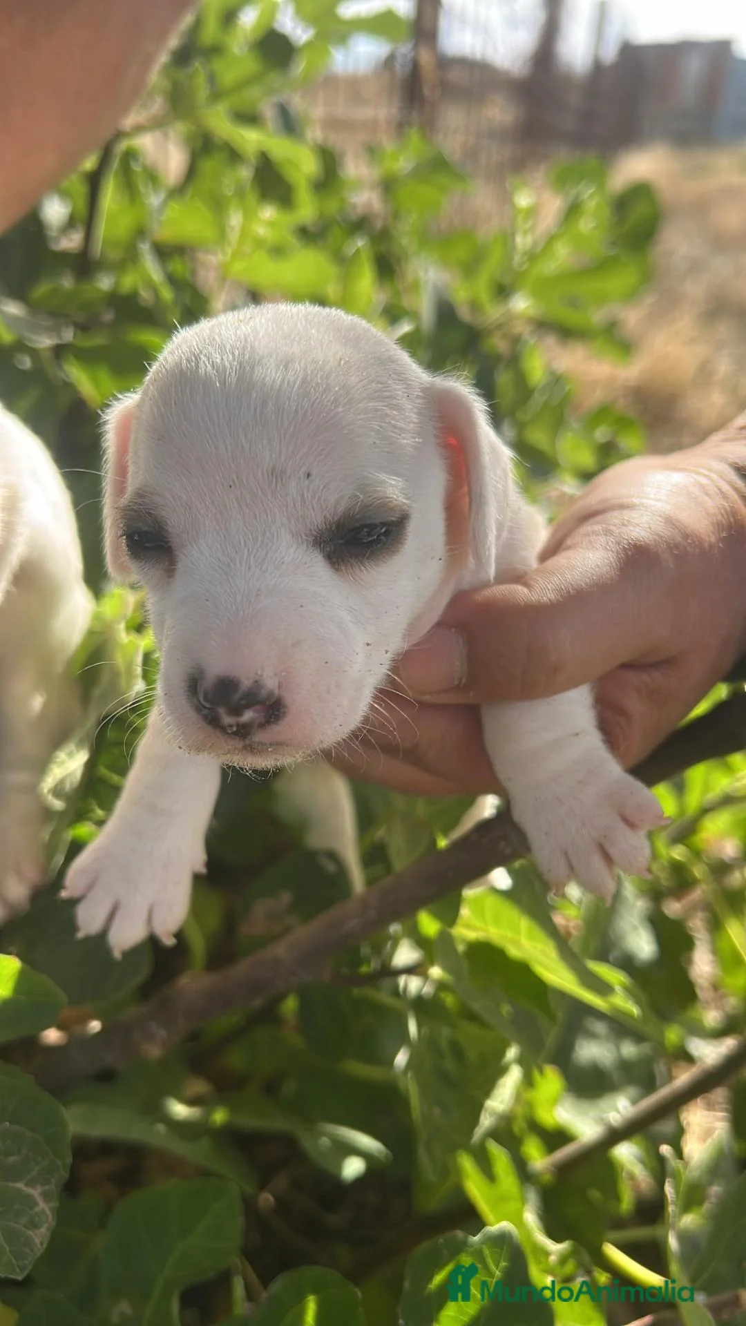 Jack Russell Terrier perros en venta: Jack Russell Terrier - Anuncio 2