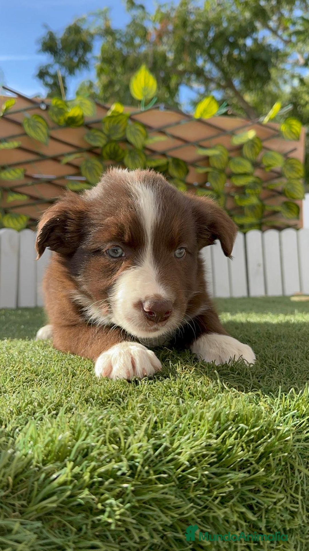 Border Collie perros en venta: BORDER COLLIE HEMBRA CHOCOLATE - Imagen 11