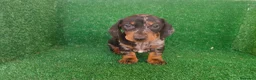 Teckel Miniatura perros en venta: Teckel miniatura  - Anuncio 18