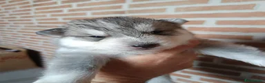 Husky Siberiano Cachorro 7