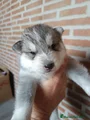 Husky Siberiano Cachorro 7