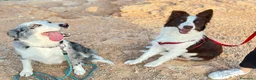 Border Collie perros en venta: Border Collie  - Anuncio 10