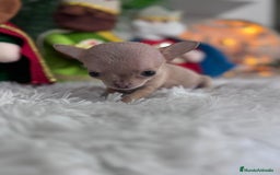 Chihuahua perros en venta: CHIHUAHUA HEMBRA - Anuncio 11