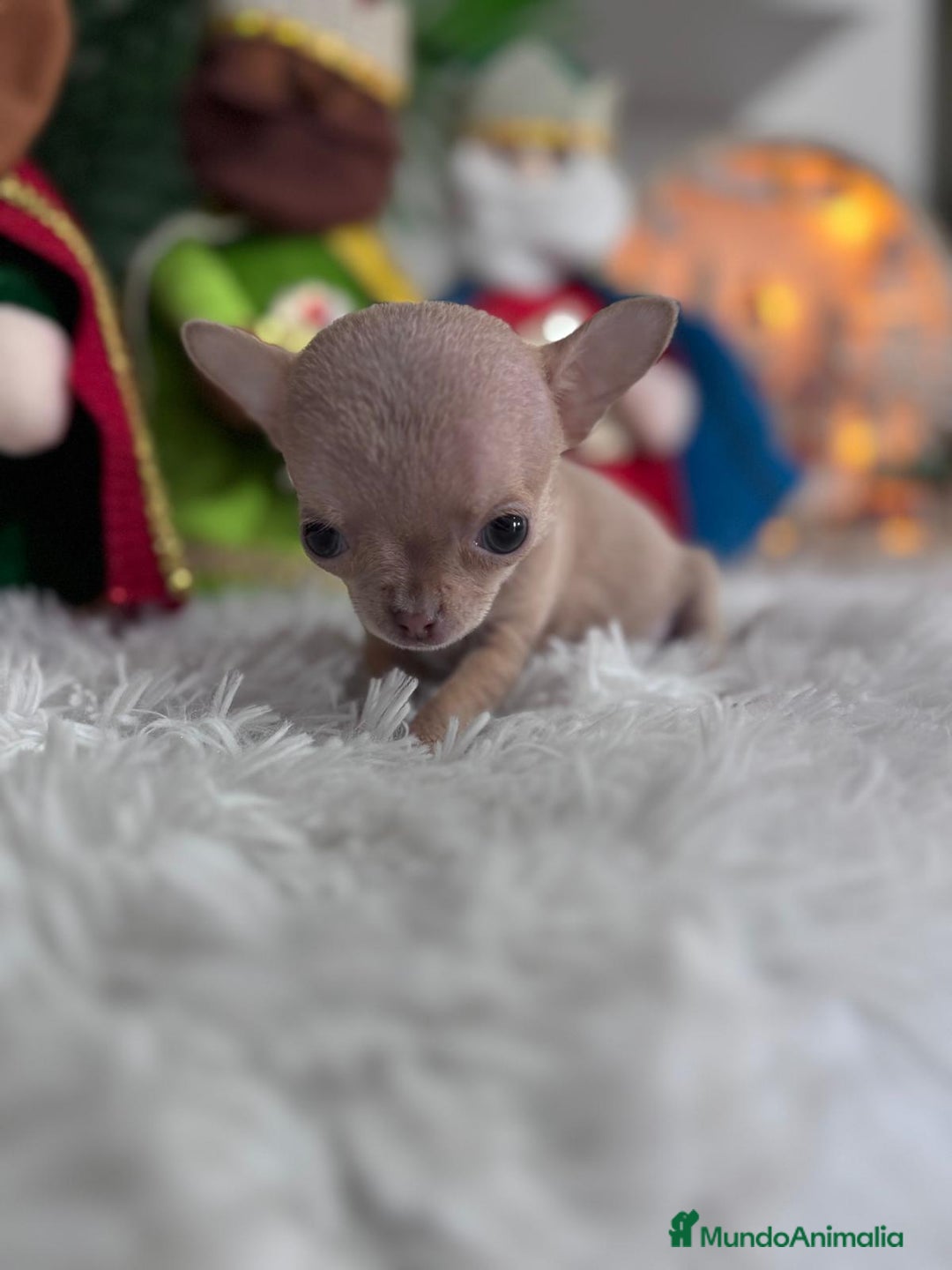 Chihuahua perros en venta: CHIHUAHUA HEMBRA - Anuncio 11