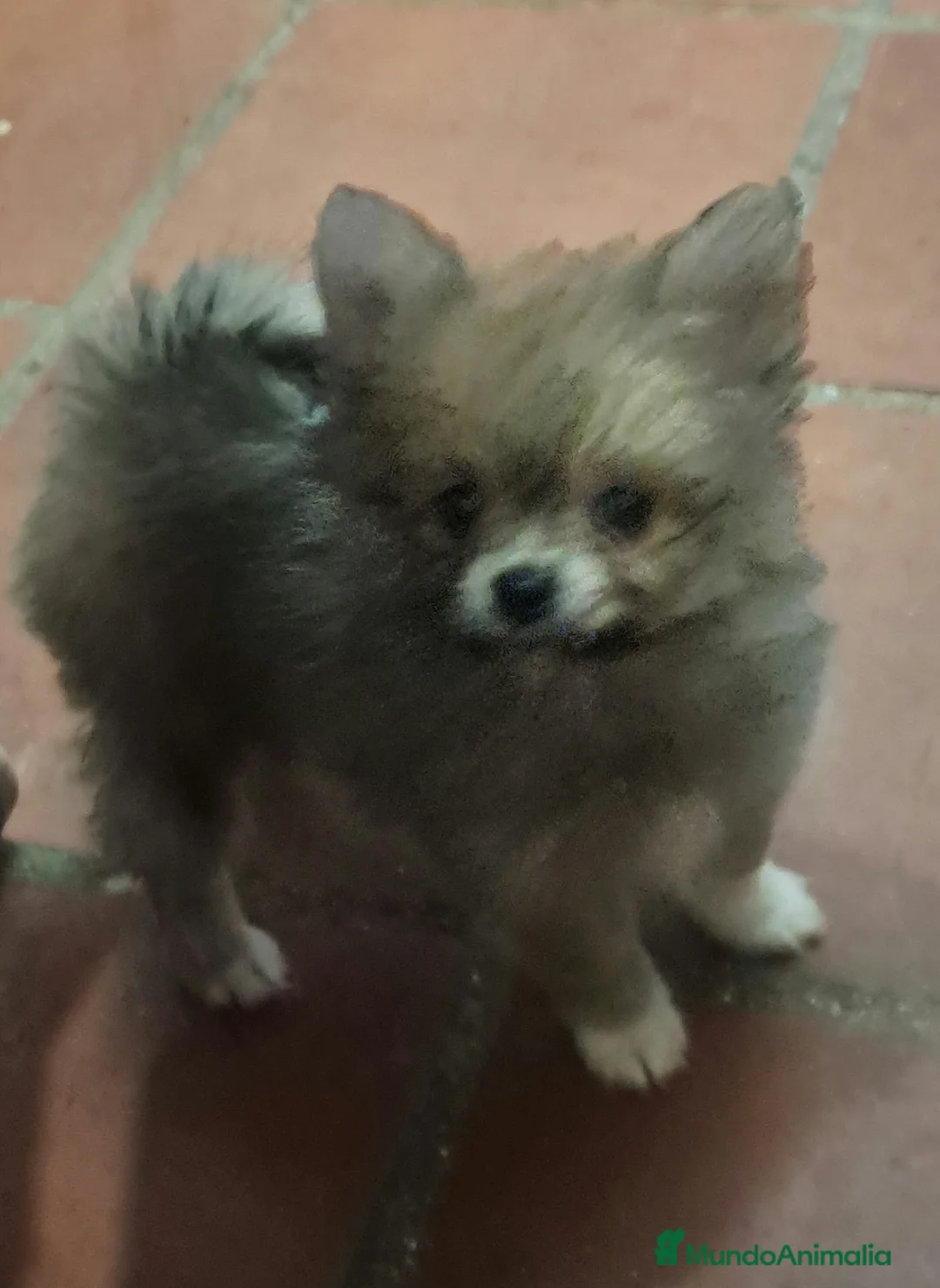 Pomerania perros en venta: Pomeranian  - Anuncio 2