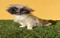 Pekinés perros en venta: pekinesa imperial hembra muy peluda - Imagen 2