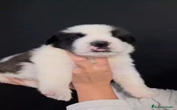 San Bernardo perros en venta: San Bernardo  - Imagen 1