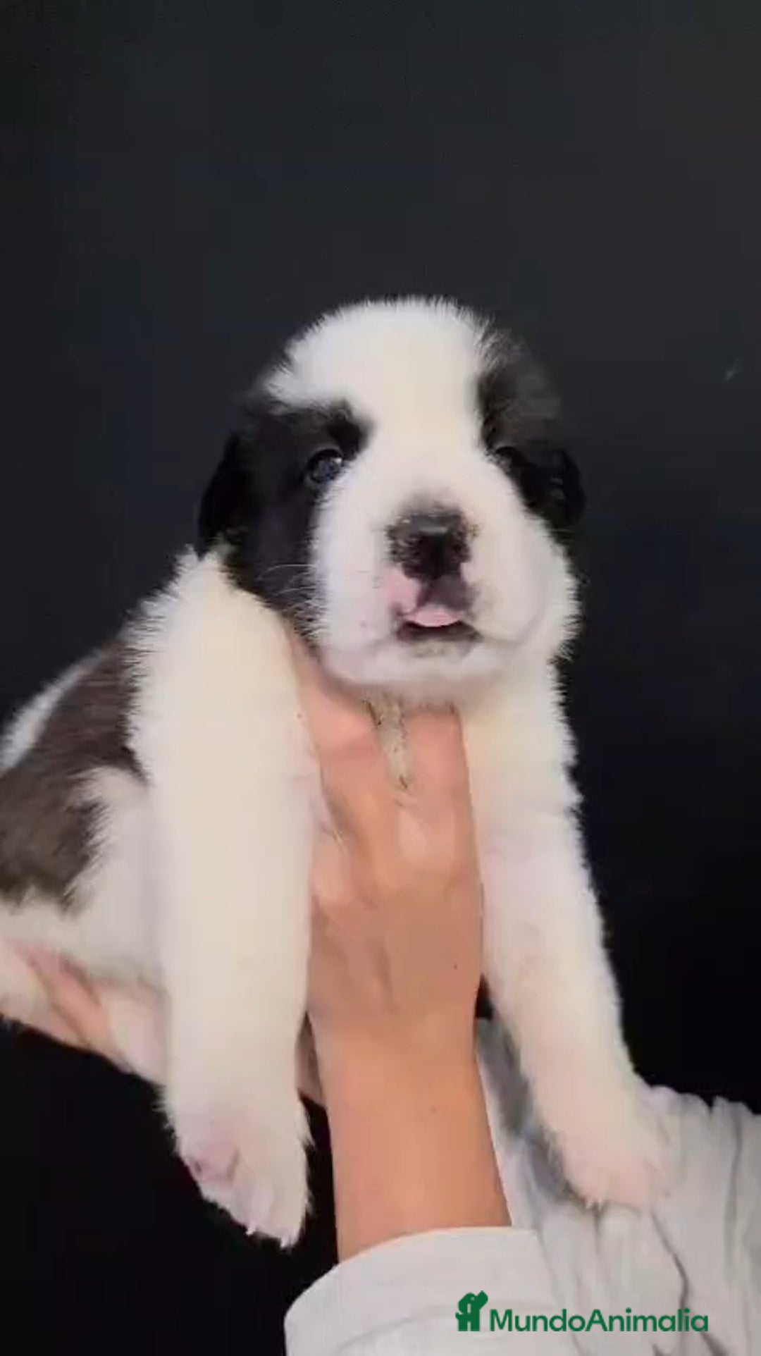 San Bernardo perros en venta: San Bernardo  - Imagen 1