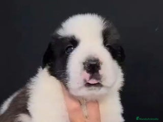 San Bernardo perros - Anuncio 1