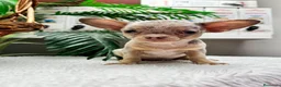 Chihuahua perros en venta: CHIHUAHUA HEMBRA MERLE - Anuncio 12