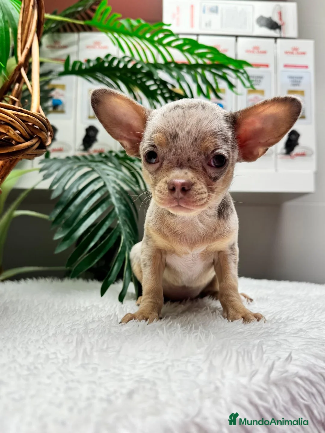 Chihuahua perros en venta: CHIHUAHUA HEMBRA MERLE - Anuncio 12