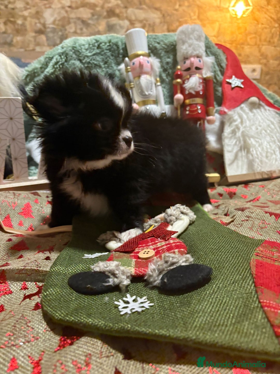 Chihuahua perros en venta: Chihuahua toy pelo largo ruso - Anuncio 3