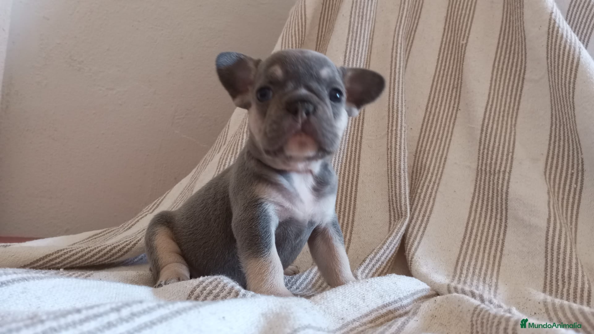 Bulldog Francés perros Preciosos Bulldog Francés de 2 meses de edad  en Madrid - Anuncio 4