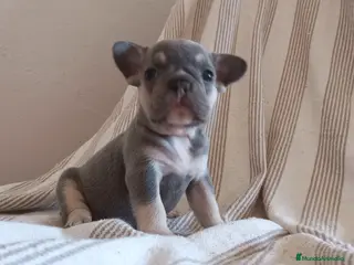 Bulldog Francés perros Preciosos Bulldog Francés de 2 meses de edad en Madrid - Anuncio 10