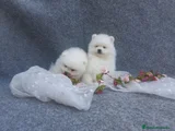 Pomerania Cachorro 2