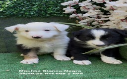 Border Collie perros en venta: Border Collie - Imagen 2