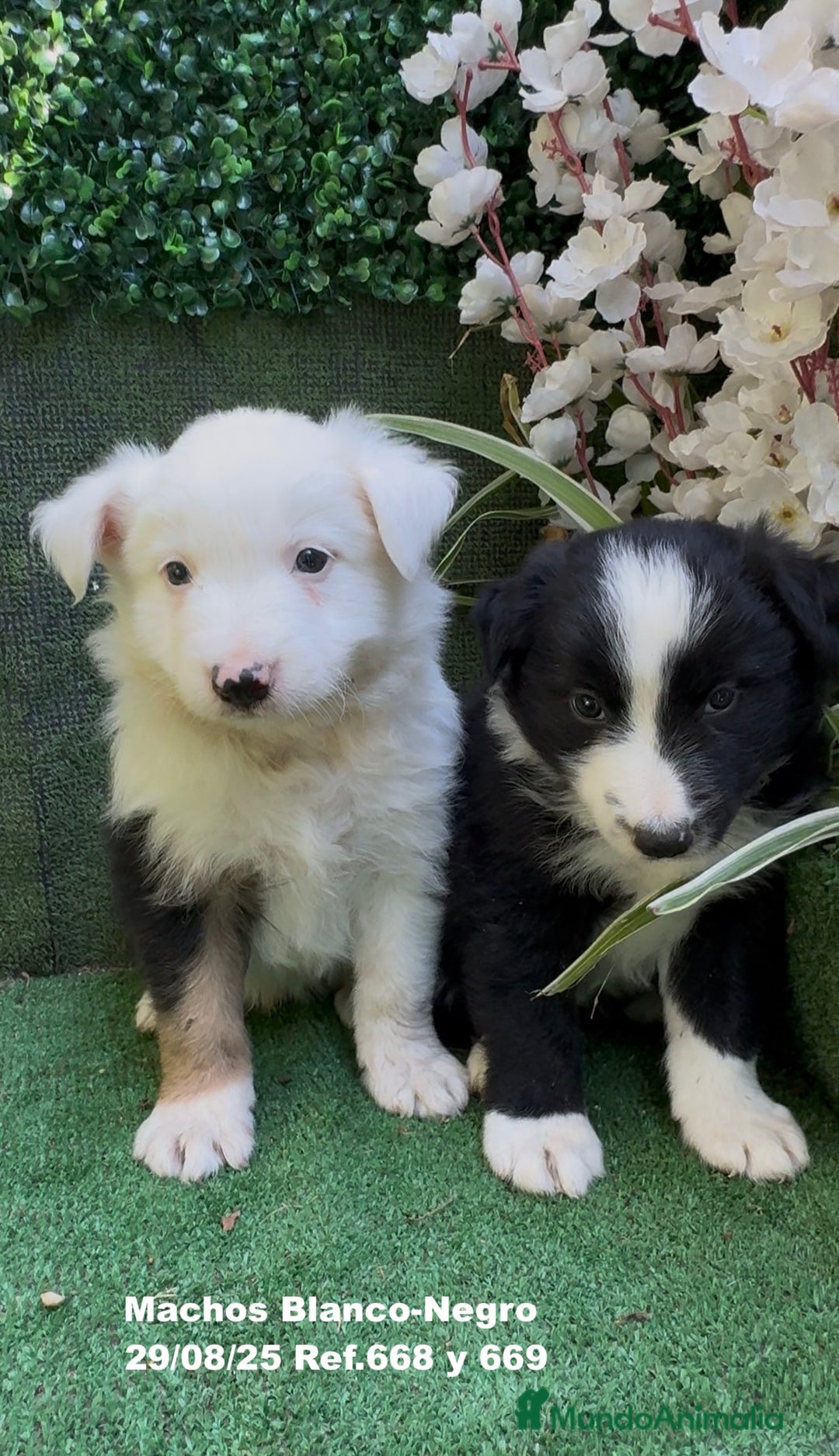 Border Collie perros en venta: Border Collie - Imagen 2