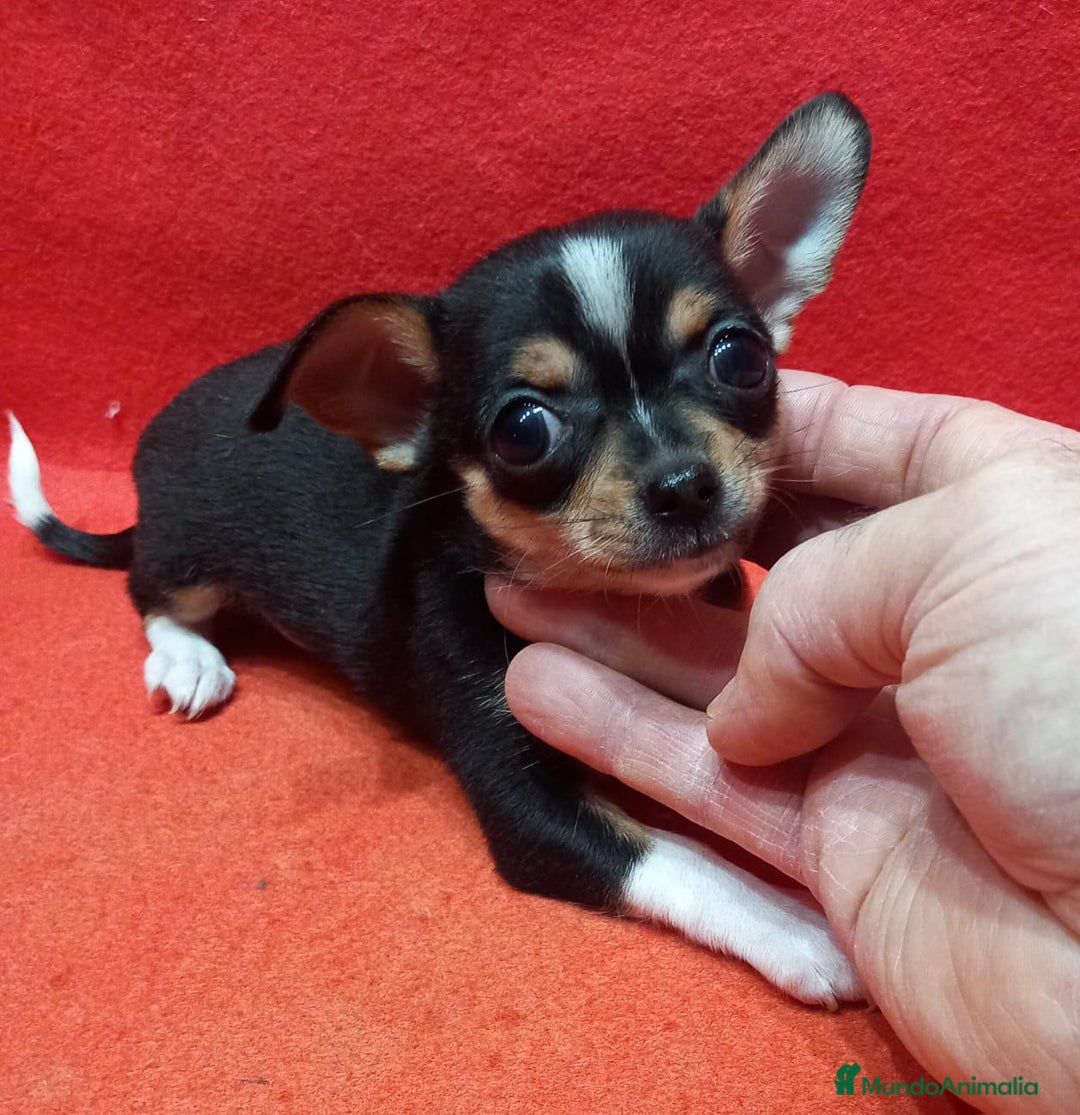 Chihuahua perros en venta: cachorro chihuahua toy  - Anuncio 1