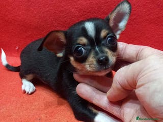 Chihuahua perros cachorro chihuahua toy - Anuncio 33