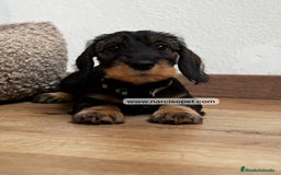 Teckel Miniatura perros en venta: TECKEL PELO DURO HEMBRA - Imagen 3