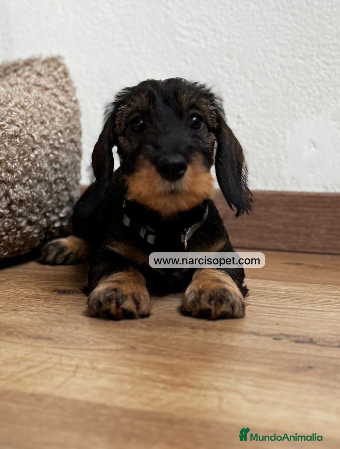Teckel Miniatura perros en venta: TECKEL PELO DURO HEMBRA - Imagen 3