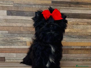 Yorkshire Terrier perros Exclusivo macho Yorkshire Black Toy - Anuncio 2