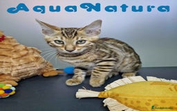 Bengalí gatos en venta: Bengali Macho 4605 AQUANATURA - Imagen 4