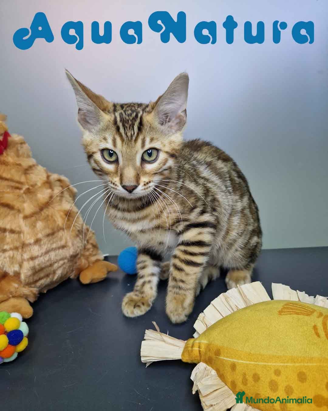 Bengalí gatos en venta: Bengali Macho 4605 AQUANATURA - Imagen 4