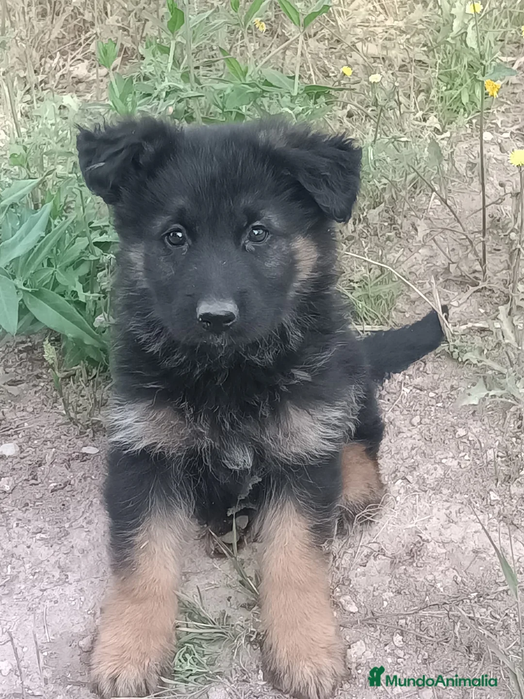 Pastor Alemán perros en venta: Cachorras pastor alemán  - Anuncio 1