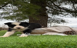 Border Collie perros en venta: CAMADA BORDER COLLIE - Imagen 4