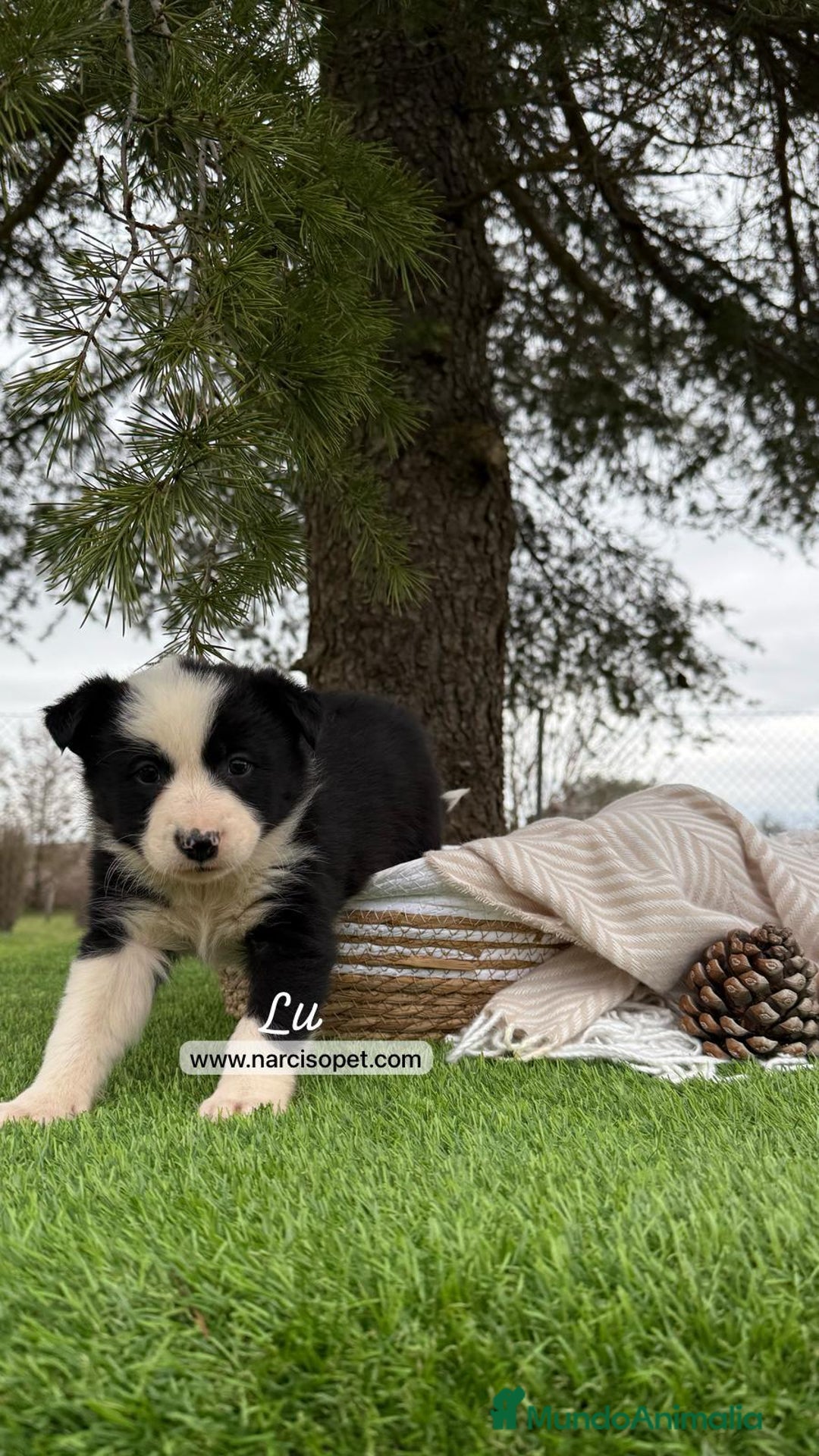 Border Collie perros en venta: CAMADA BORDER COLLIE - Imagen 4