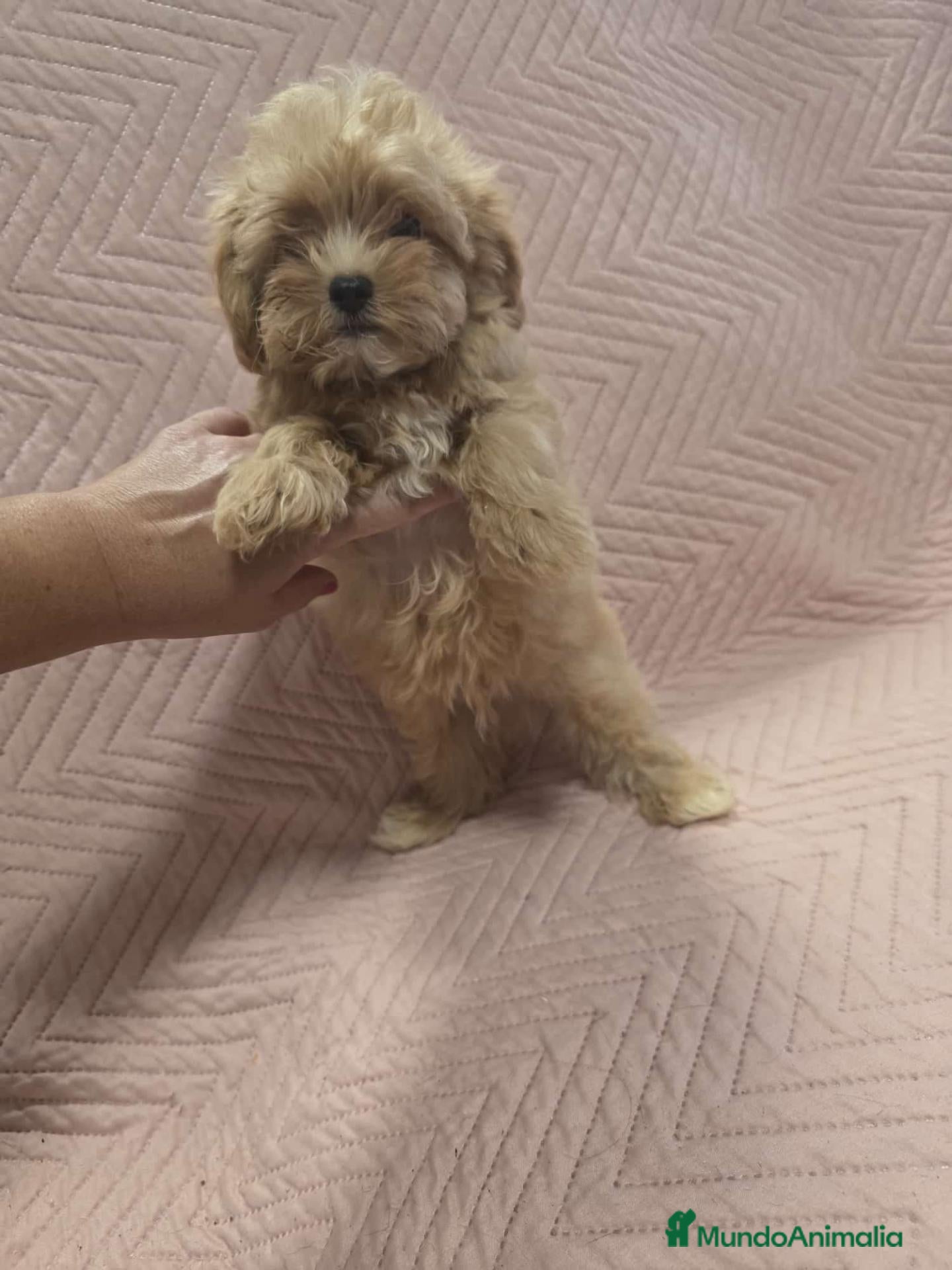 Maltipoo perros en venta: Maltipoo asiático toy  - Anuncio 2