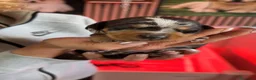 Teckel Miniatura perros en venta: Preciosos cachorros Teckel miniatura arlequín - Anuncio 2