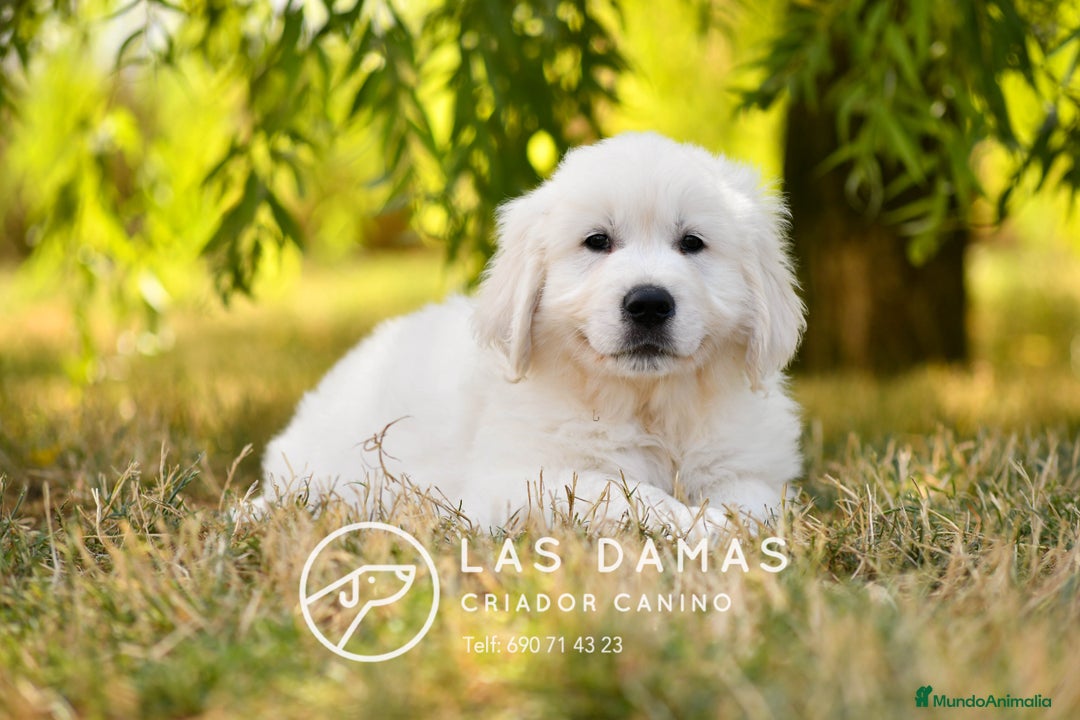 Golden Retriever perros en venta: 🐶 GOLDEN RETRIEVER. La ternura hecha perro 🐾 en Rubena - Imagen 5