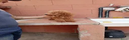Caniche Toy perros en venta: Caniche toy - Anuncio 4