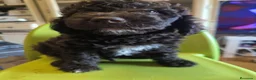 Perro de Agua Español perros en venta: Última hembra de perro de agua !! - Anuncio 2
